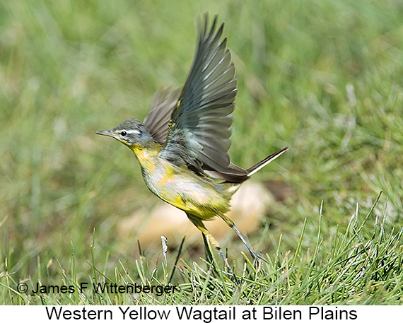 Western Yellow Wagtail - © James F Wittenberger and Exotic Birding LLC