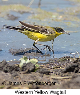 Western Yellow Wagtail - © James F Wittenberger and Exotic Birding LLC