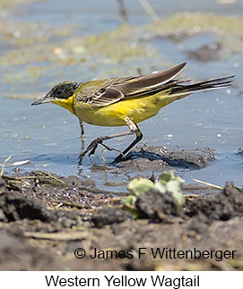 Western Yellow Wagtail - © James F Wittenberger and Exotic Birding LLC Western Yellow Wagtail - © James F Wittenberger and Exotic Birding LLC