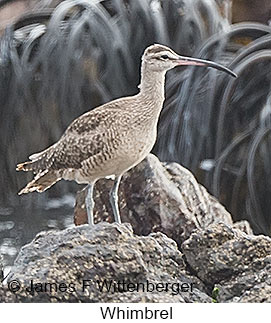 Whimbrel - © James F Wittenberger and Exotic Birding LLC Whimbrel - © James F Wittenberger and Exotic Birding LLC