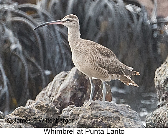 Whimbrel - © James F Wittenberger and Exotic Birding LLC Whimbrel - © James F Wittenberger and Exotic Birding LLC