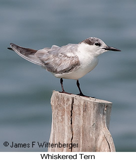 Whiskered Tern - © James F Wittenberger and Exotic Birding LLC Whiskered Tern - © James F Wittenberger and Exotic Birding LLC