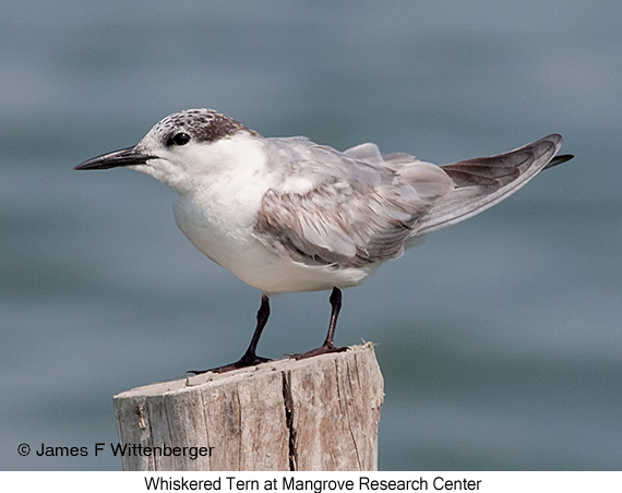 Whiskered Tern - © James F Wittenberger and Exotic Birding LLC