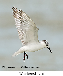 Whiskered Tern - © James F Wittenberger and Exotic Birding LLC