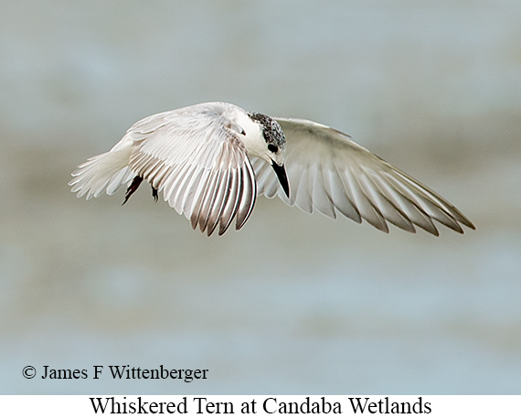 Whiskered Tern - © James F Wittenberger and Exotic Birding LLC