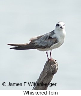 Whiskered Tern - © James F Wittenberger and Exotic Birding LLC