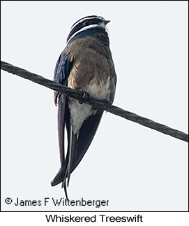 Whiskered Treeswift - © James F Wittenberger and Exotic Birding LLC