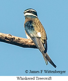 Whiskered Treeswift - © James F Wittenberger and Exotic Birding LLC