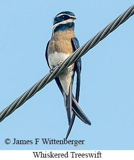 Whiskered Treeswift - © James F Wittenberger and Exotic Birding LLC