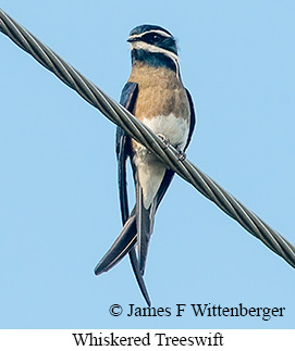 Whiskered Treeswift - © James F Wittenberger and Exotic Birding LLC