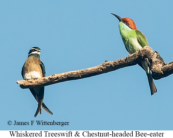 Whiskered Treeswift - © James F Wittenberger and Exotic Birding LLC