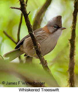 Whiskered Yuhina - © James F Wittenberger and Exotic Birding LLC