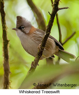 Whiskered Yuhina - © James F Wittenberger and Exotic Birding LLC