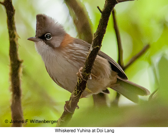 Whiskered Yuhina - © James F Wittenberger and Exotic Birding LLC