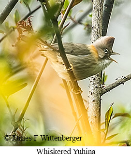 Whiskered Yuhina - © James F Wittenberger and Exotic Birding LLC