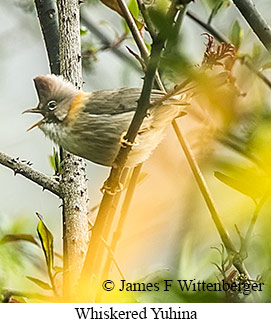 Whiskered Yuhina - © James F Wittenberger and Exotic Birding LLC