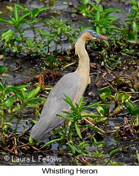 Whistling Heron - &copy; Laura L Fellows and Exotic Birding Tours