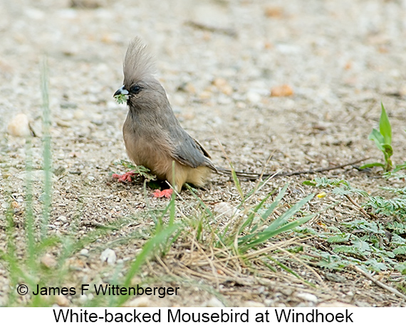 White-backed Mousebird - © James F Wittenberger and Exotic Birding LLC White-backed Mousebird - © James F Wittenberger and Exotic Birding LLC