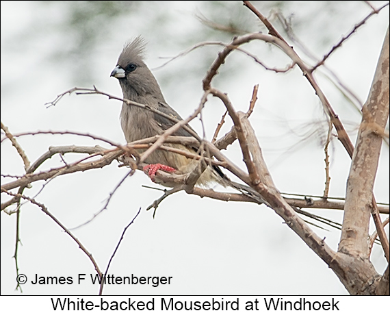 White-backed Mousebird - © James F Wittenberger and Exotic Birding LLC