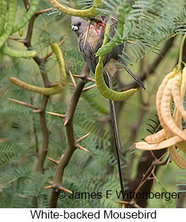 White-backed Mousebird - © James F Wittenberger and Exotic Birding LLC