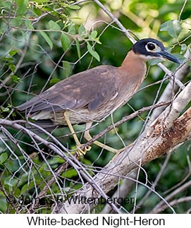 White-backed Night-Heron - © James F Wittenberger and Exotic Birding LLC