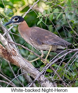 White-backed Night-Heron - © James F Wittenberger and Exotic Birding LLC