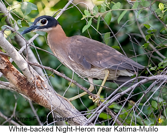 White-backed Night-Heron - © James F Wittenberger and Exotic Birding LLC White-backed Night-Heron - © James F Wittenberger and Exotic Birding LLC