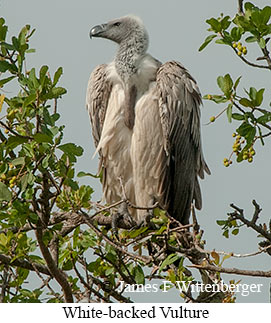White-backed Vulture - © James F Wittenberger and Exotic Birding LLC