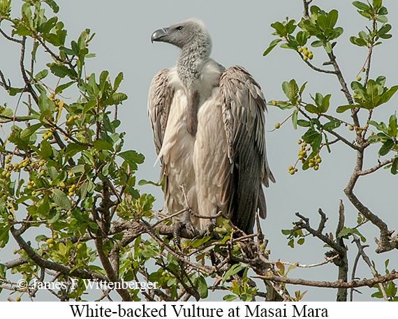 White-backed Vulture - © James F Wittenberger and Exotic Birding LLC