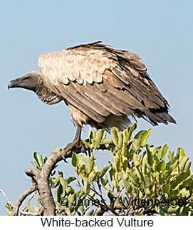 White-backed Vulture - © James F Wittenberger and Exotic Birding LLC