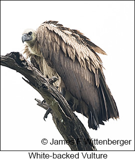 White-backed Vulture - © James F Wittenberger and Exotic Birding LLC