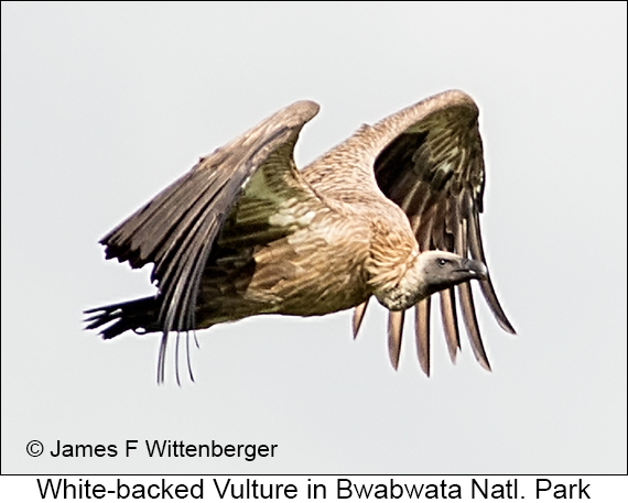 White-backed Vulture - © James F Wittenberger and Exotic Birding LLC