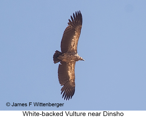 White-backed Vulture - © The Photographer and Exotic Birding LLC