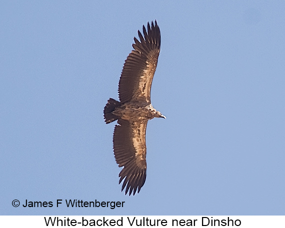 White-backed Vulture - © James F Wittenberger and Exotic Birding LLC