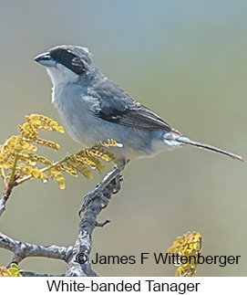 White-banded Tanager - © James F Wittenberger and Exotic Birding LLC