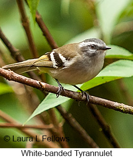 White-banded Tyrannulet - © Laura L Fellows and Exotic Birding Tours