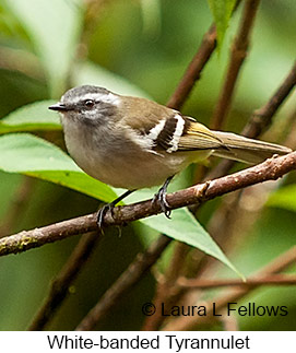 White-banded Tyrannulet - © Laura L Fellows and Exotic Birding LLC