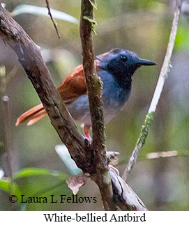 White-bellied Antbird - © Laura L Fellows and Exotic Birding LLC White-bellied Antbird - © Laura L Fellows and Exotic Birding LLC