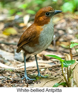 White-bellied Antpitta - &copy; Laura L Fellows and Exotic Birding Tours