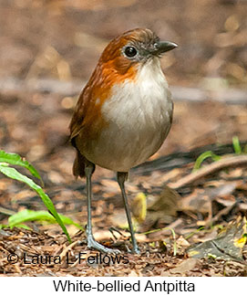 White-bellied Antpitta - © Laura L Fellows and Exotic Birding Tours