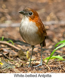 White-bellied Antpitta - © Laura L Fellows and Exotic Birding LLC