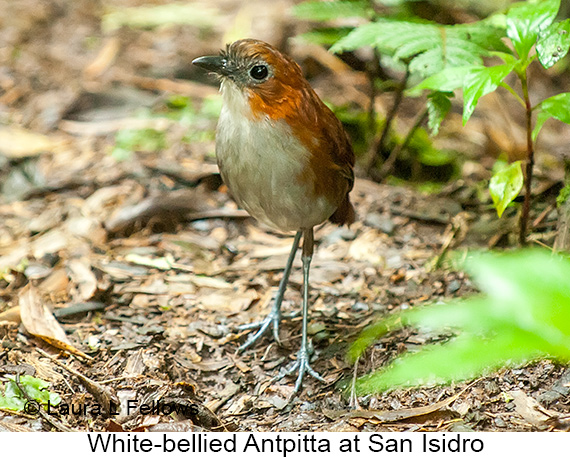 White-bellied Antpitta - © Laura L Fellows and Exotic Birding LLC