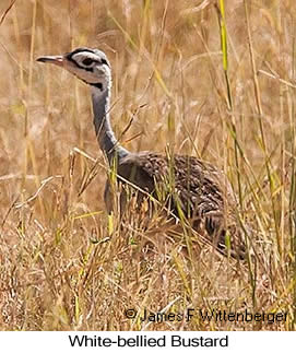 White-bellied Bustard - © James F Wittenberger and Exotic Birding LLC