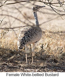 White-bellied Bustard - © James F Wittenberger and Exotic Birding LLC