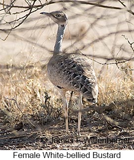 White-bellied Bustard - © James F Wittenberger and Exotic Birding LLC