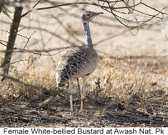 White-bellied Bustard - © James F Wittenberger and Exotic Birding LLC