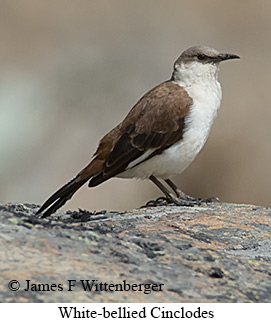 White-bellied Cinclodes - © James F Wittenberger and Exotic Birding LLC