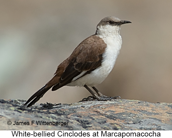 White-bellied Cinclodes - © James F Wittenberger and Exotic Birding LLC White-bellied Cinclodes - © James F Wittenberger and Exotic Birding LLC