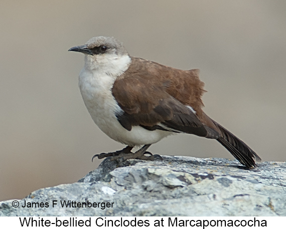 White-bellied Cinclodes - © James F Wittenberger and Exotic Birding LLC