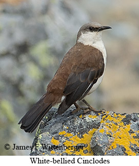 White-bellied Cinclodes - © James F Wittenberger and Exotic Birding LLC